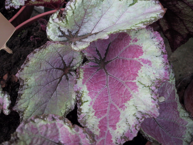 B. ‘Queen Mother’